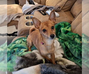 Chihuahua Dogs for adoption in Coldwater, MI, USA