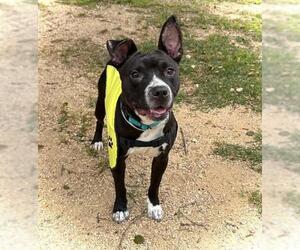 American Pit Bull Terrier-Unknown Mix Dogs for adoption in Downey, CA, USA