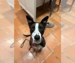 Mutt Dogs for adoption in Sandy, UT, USA