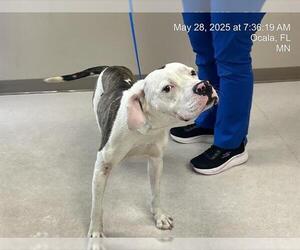 Boxer-Unknown Mix Dogs for adoption in Ocala, FL, USA