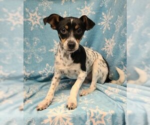 Rat Terrier Dogs for adoption in Lake City, MI, USA