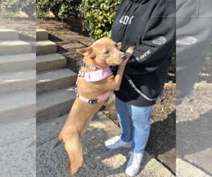 Mutt Dogs for adoption in Rockville, MD, USA