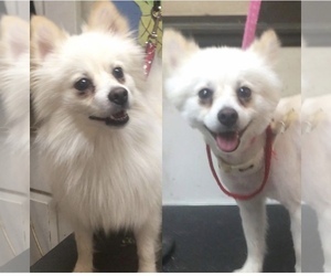Pomeranian Dogs for adoption in Stroudsburg, PA, USA