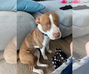 Pointer-Retriever  Mix Dogs for adoption in San Antonio, TX, USA
