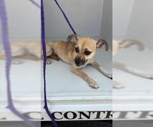 Chihuahua Dogs for adoption in Houston, TX, USA