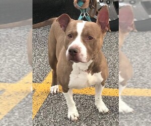 Bullypit Dogs for adoption in Strongsville, OH, USA