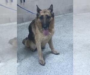 German Shepherd Dog-Unknown Mix Dogs for adoption in Conroe, TX, USA