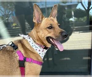 Australian Kelpie-Carolina Dog Mix Dogs for adoption in Chandler, AZ, USA
