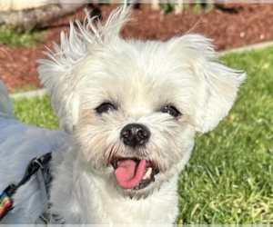 Maltese Dogs for adoption in San Ramon, CA, USA
