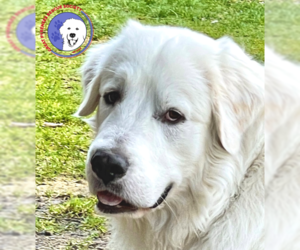 Great Pyrenees Dogs for adoption in Spring, TX, USA