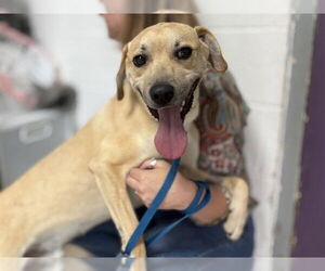 Mutt Dogs for adoption in Raleigh, NC, USA