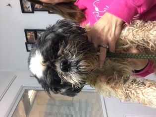 Shih Tzu Dogs for adoption in Troy, IL, USA