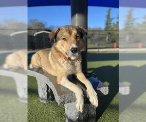 Anatolian Shepherd-Unknown Mix Dogs for adoption in Placerville, CA, USA