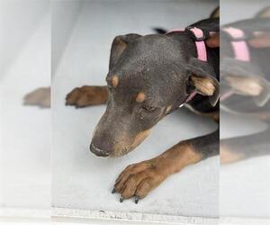 Doberman Pinscher Dogs for adoption in Houston, TX, USA