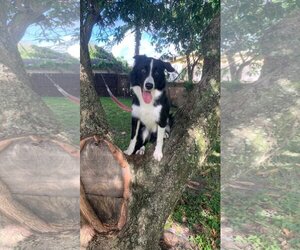 Border Collie Dogs for adoption in Palm Beach, FL, USA