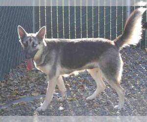 German Shepherd Dog-Huskies  Mix Dogs for adoption in Oroville, CA, USA