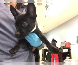 German Shepherd Dog-Unknown Mix Dogs for adoption in Riverside, CA, USA