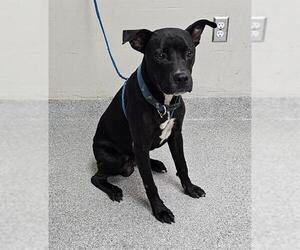 American Pit Bull Terrier-Unknown Mix Dogs for adoption in Pasadena, TX, USA