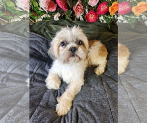 Shih Tzu Dogs for adoption in Bon Carbo, CO, USA