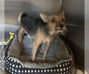 Chihuahua-Unknown Mix Dogs for adoption in Foristell, MO, USA