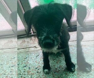 Shiba Inu-Unknown Mix Dogs for adoption in Sanford, FL, USA