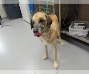 Anatolian Shepherd Dogs for adoption in Fayetteville, NC, USA