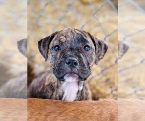 American Pit Bull Terrier Dogs for adoption in Claremore, OK, USA