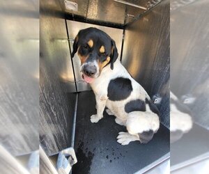 Mastiff-Unknown Mix Dogs for adoption in San Antonio, TX, USA