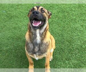 Mutt Dogs for adoption in Orange, CA, USA