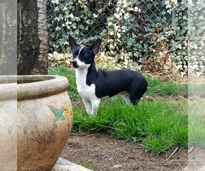 Rat Terrier-Unknown Mix Dogs for adoption in Maryville, TN, USA