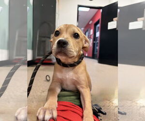 Mutt Dogs for adoption in Sanford, FL, USA