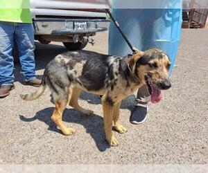 Catahoula Leopard Dog Dogs for adoption in Bullard, TX, USA