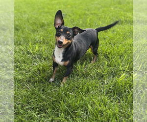 Dachshund Dogs for adoption in Sioux Falls, SD, USA
