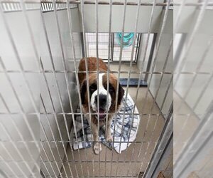 Saint Bernard Dogs for adoption in Santa Maria, CA, USA