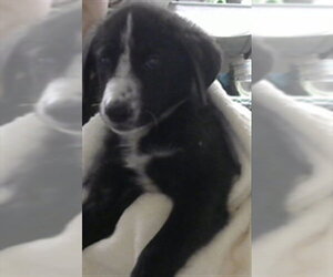 Siberian Husky-Unknown Mix Dogs for adoption in Pasadena, TX, USA