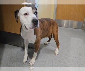 American Bulldog Dogs for adoption in Orange, CA, USA