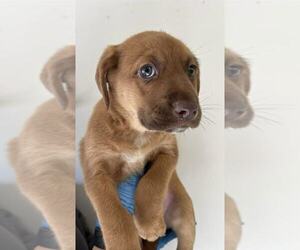 Mutt Dogs for adoption in Evansville, IN, USA