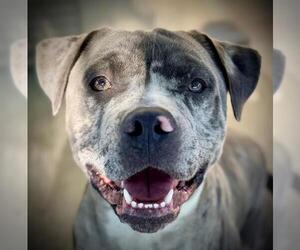 American Pit Bull Terrier-Unknown Mix Dogs for adoption in Lodi, CA, USA