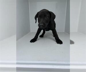 Labrador Retriever Dogs for adoption in Houston, TX, USA