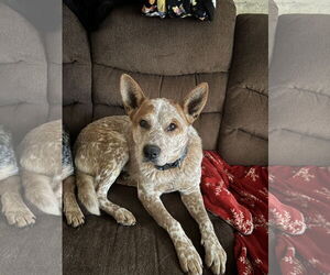 Mutt Dogs for adoption in Garden City, NY, USA