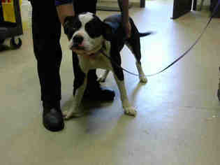 Bull-Boxer Dogs for adoption in Fayetteville, NC, USA
