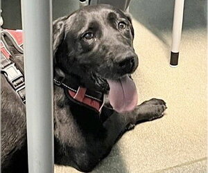 Labrador Retriever Dogs for adoption in Houston, TX, USA