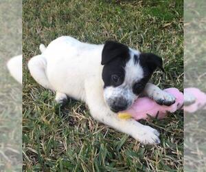 Borador Dogs for adoption in Garland, TX, USA