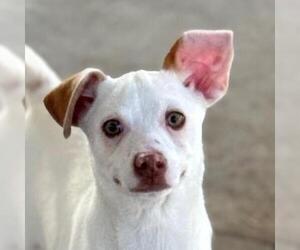 Jack Russell Terrier-Unknown Mix Dogs for adoption in Yardley, PA, USA