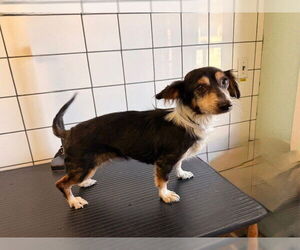 Medium Photo #1 Chihuahua Puppy For Sale in Downey, CA, USA