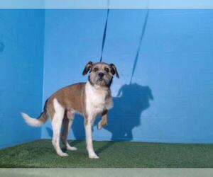 Bea-Tzu Dogs for adoption in Orlando, FL, USA
