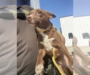 Chihuahua Dogs for adoption in Bakersfield, CA, USA