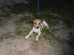 Rat Terrier Dogs for adoption in Green Cove Springs, FL, USA