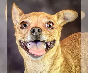 Chihuahua Dogs for adoption in Albuquerque, NM, USA