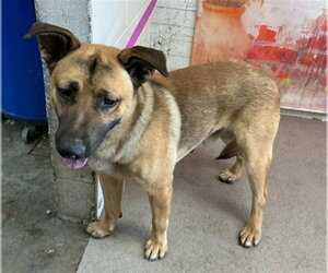 German Shepherd Dog-Unknown Mix Dogs for adoption in San Bernardino, CA, USA